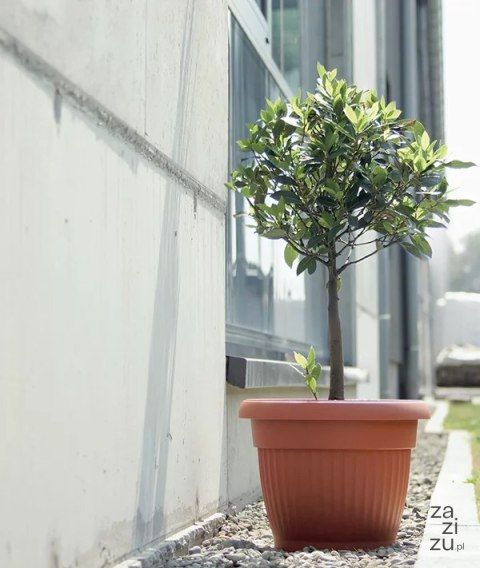Doniczka 17 cm Terra Nova Terakota DCE17-R624 Doniczka 17 cm Terra Nova Terakota DCE17-R624
